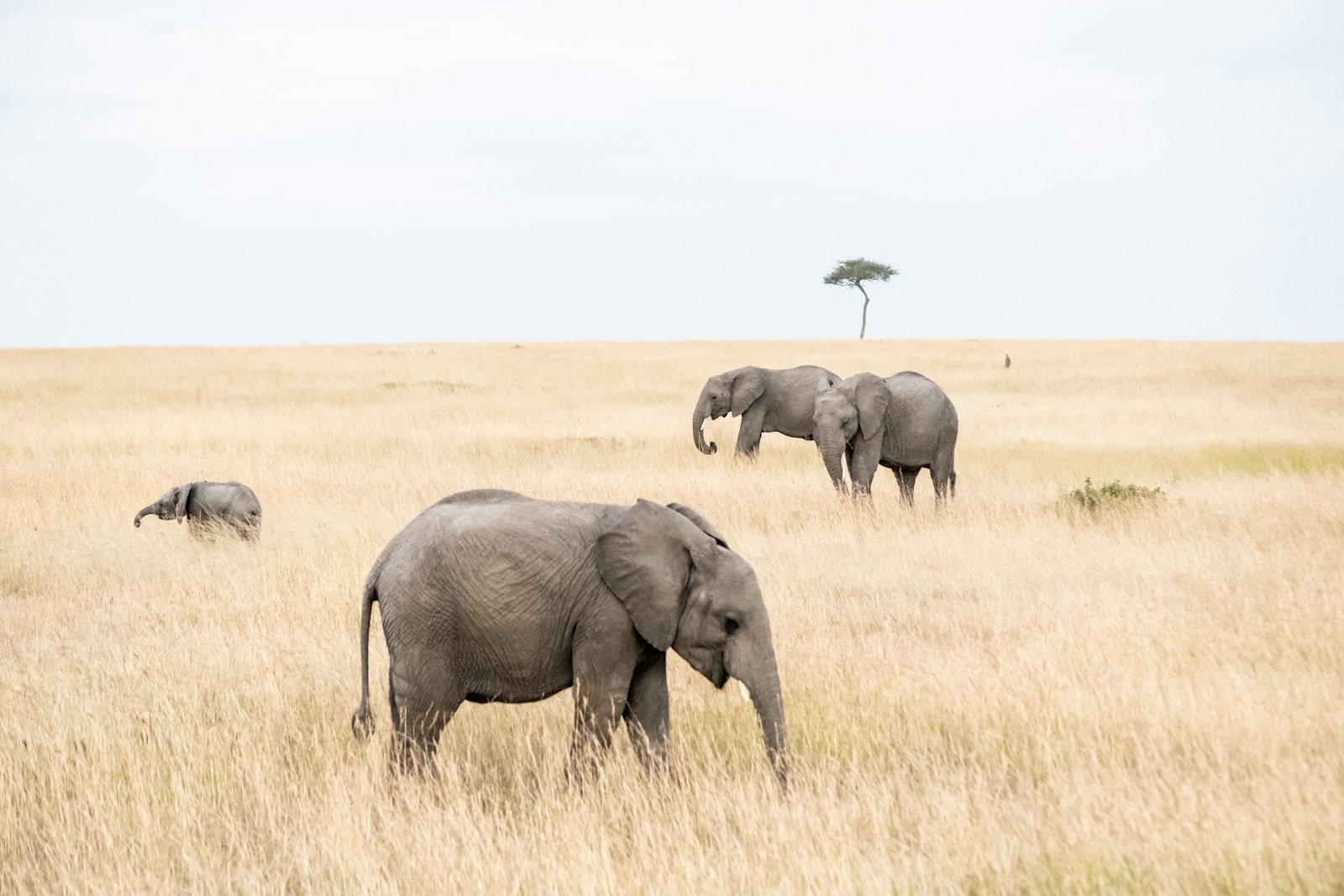 Wildlife & Safaris